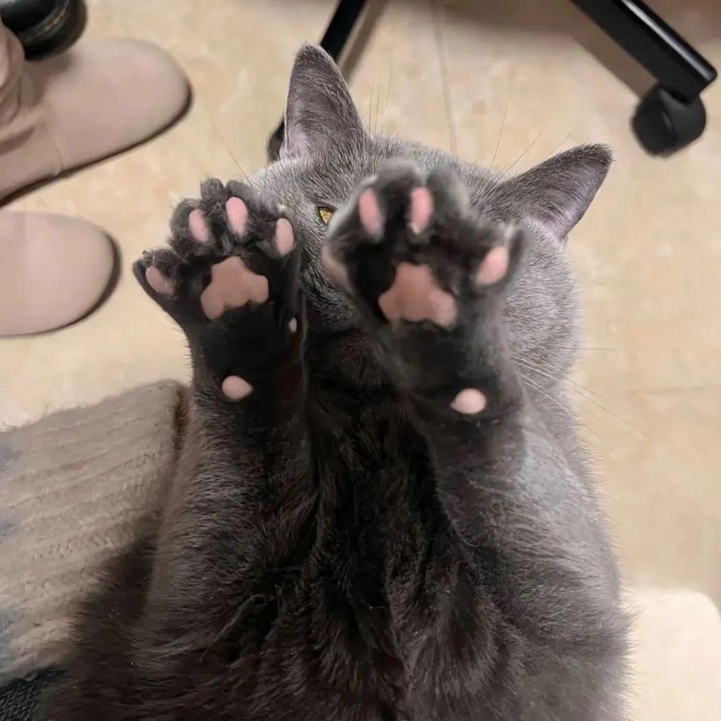 下辈子做只猫
