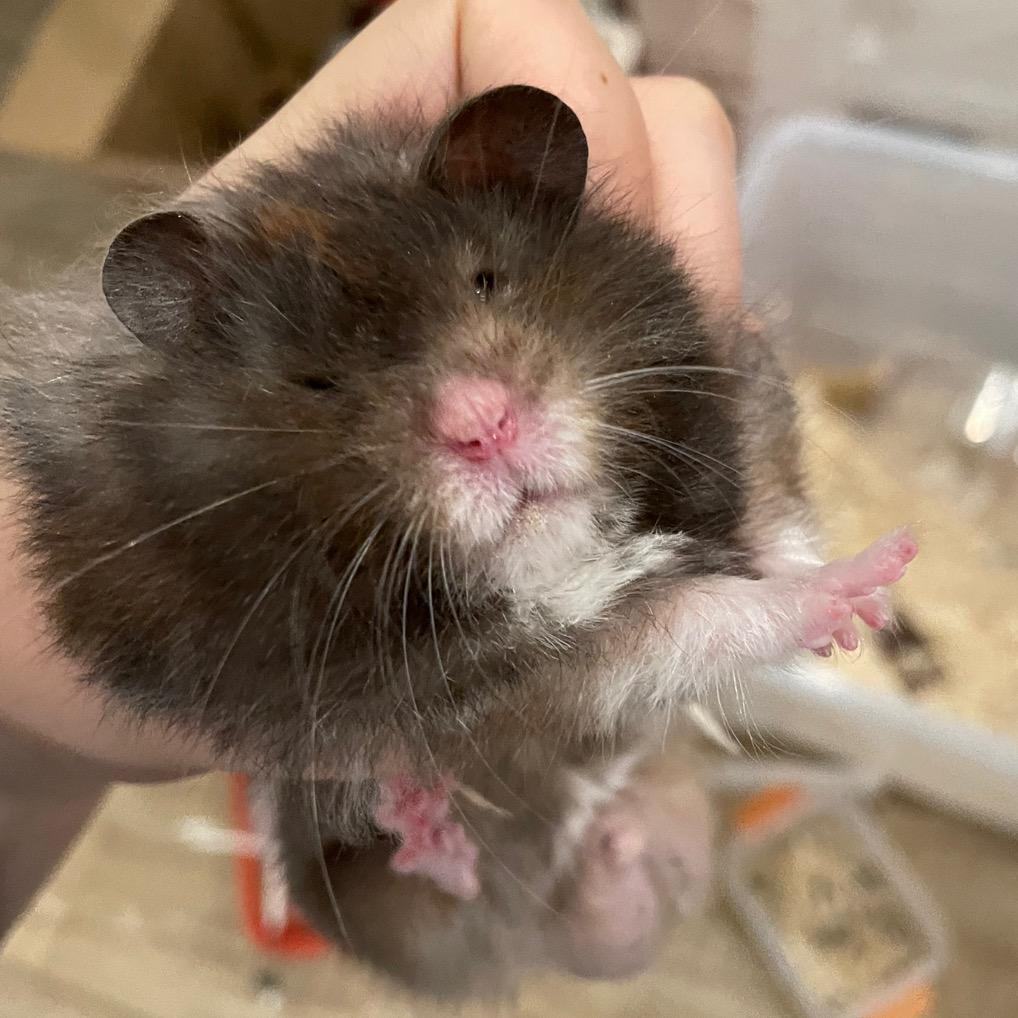 阴险的魔法土豆oxo