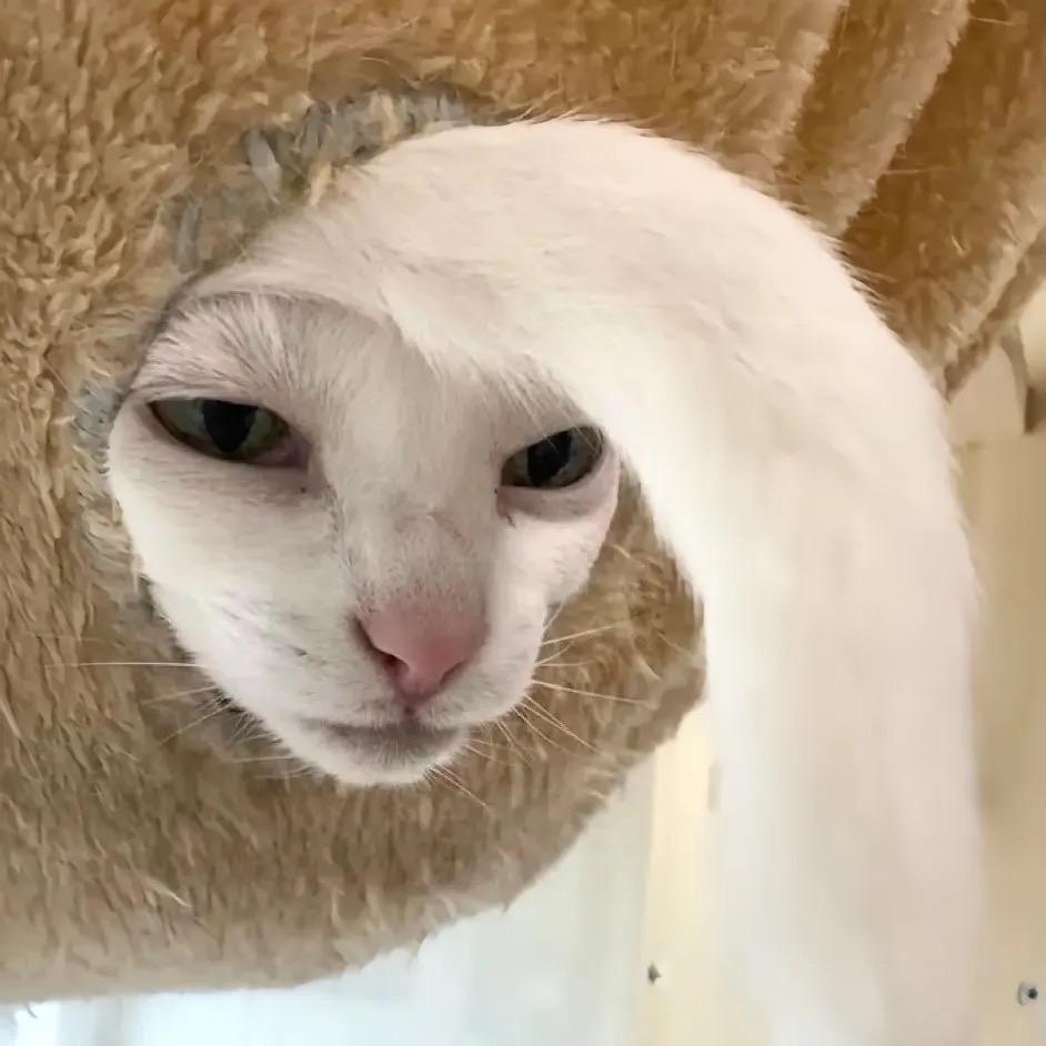 灵渔