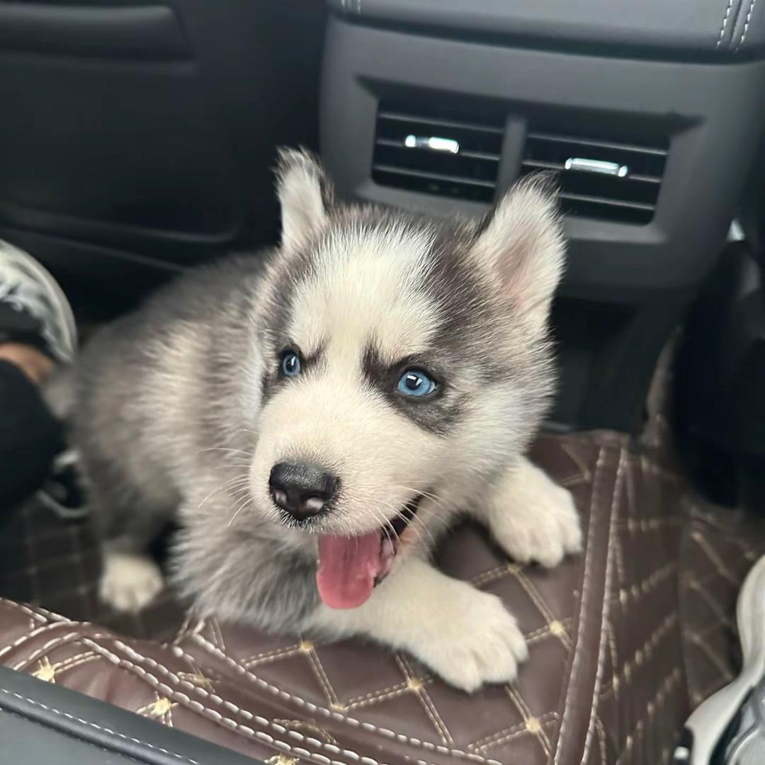 溜达今天不溜达