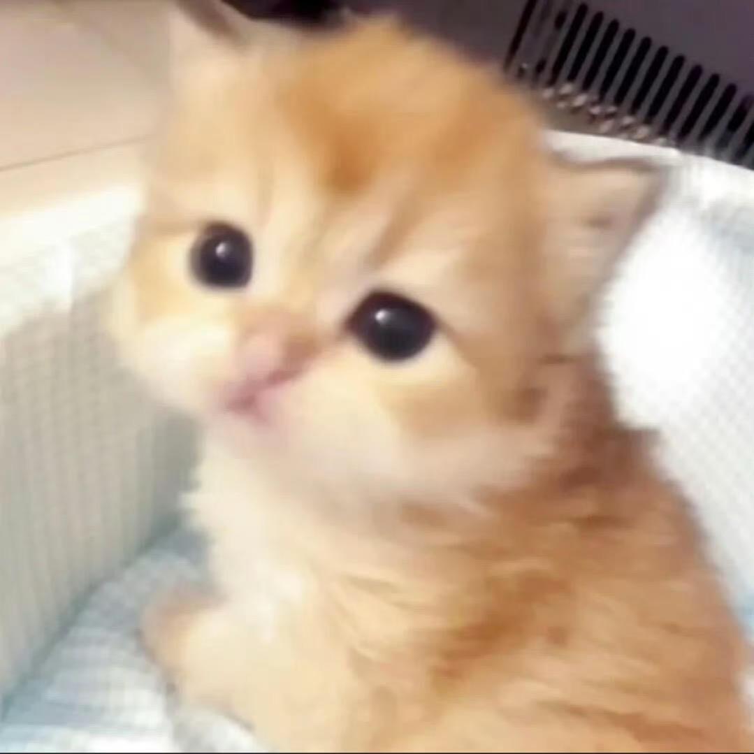 椰椰蘑古咪