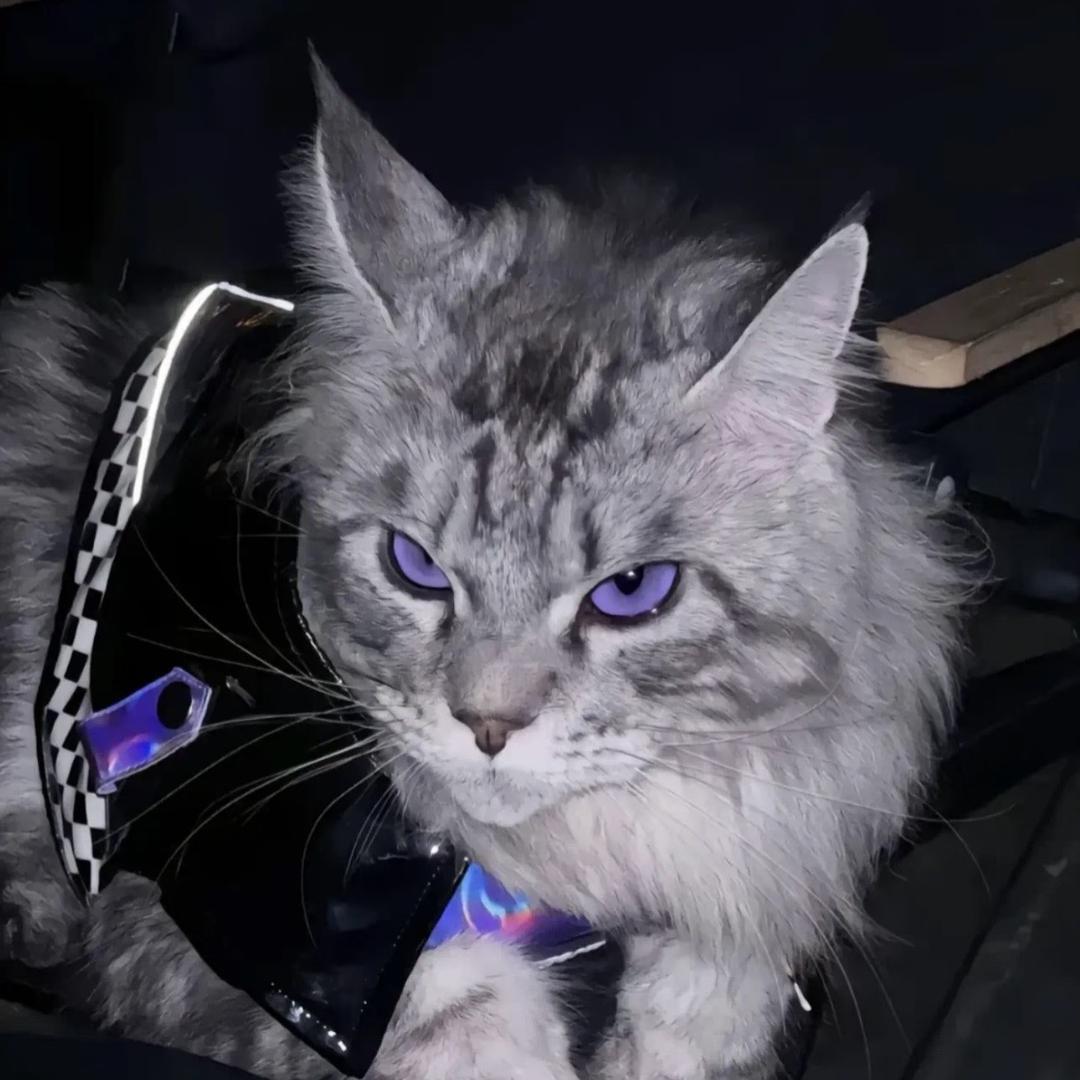 大猫要困告了。（努力增肌）