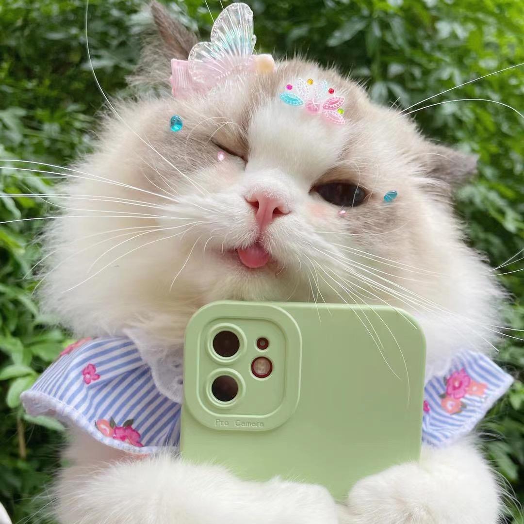 一只小KK