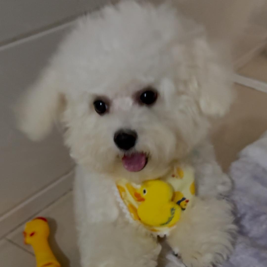 小汤圆🍼