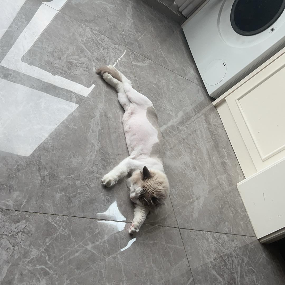 小左云
