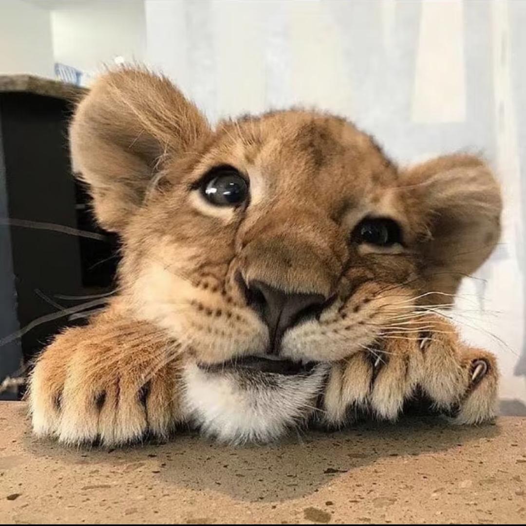 56789🐯