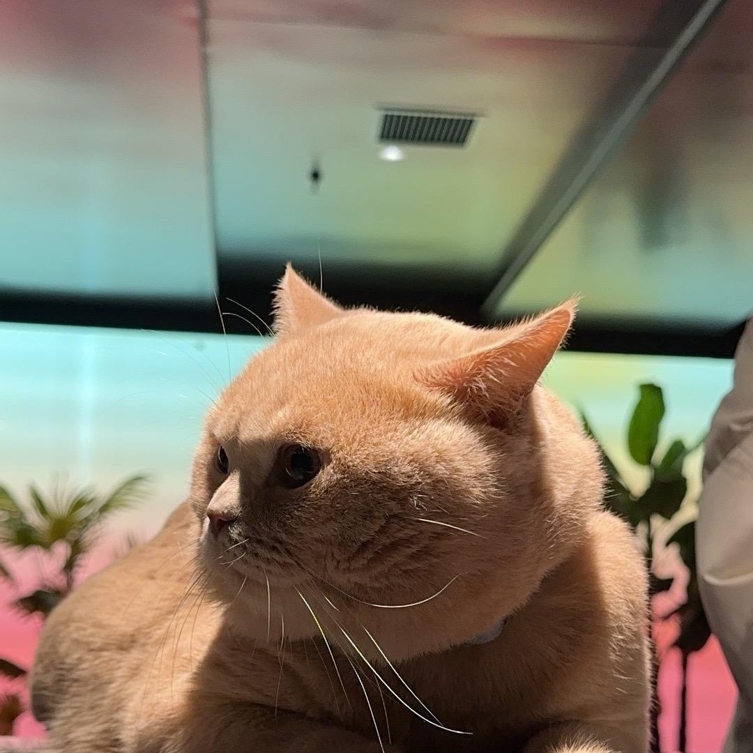 忧郁酸辣粉🍜