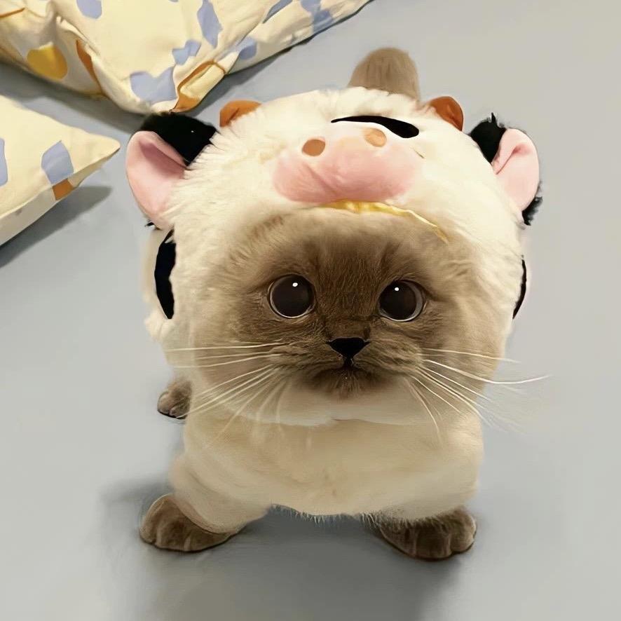 碗xixi
