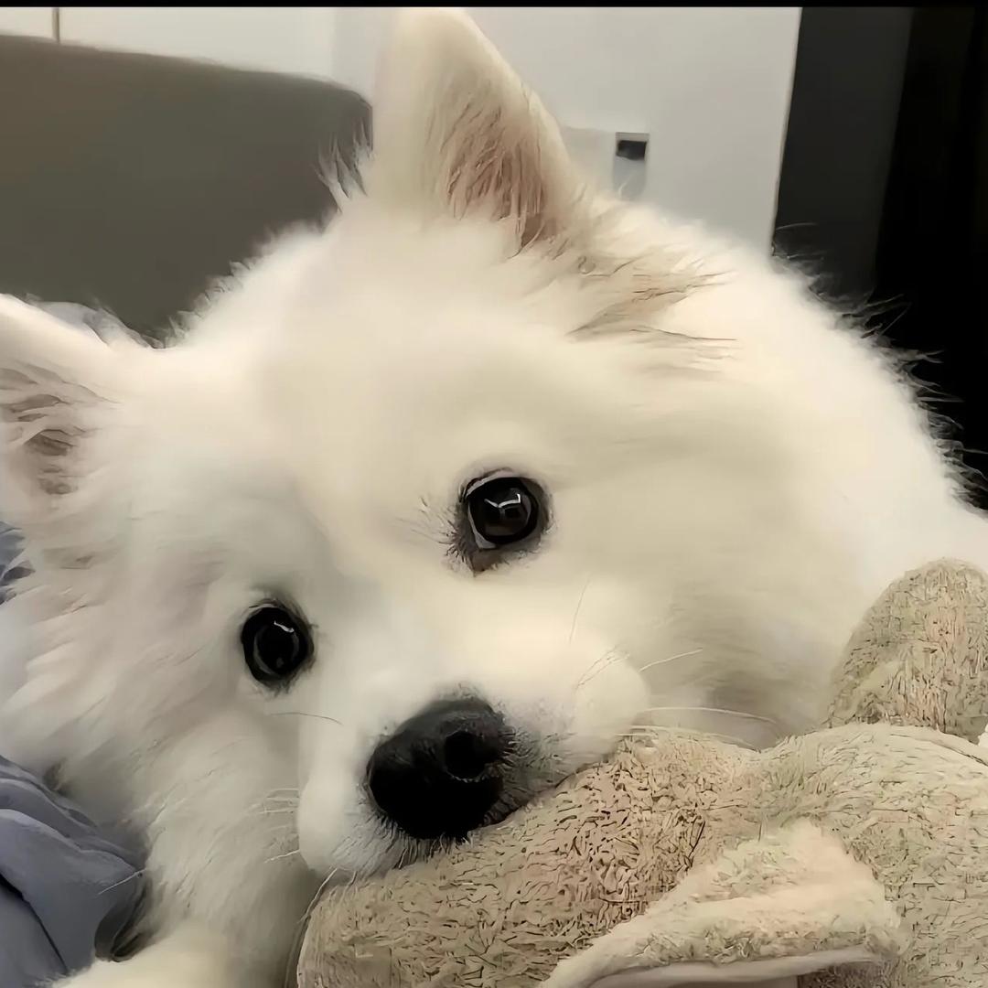 黑色火龙果