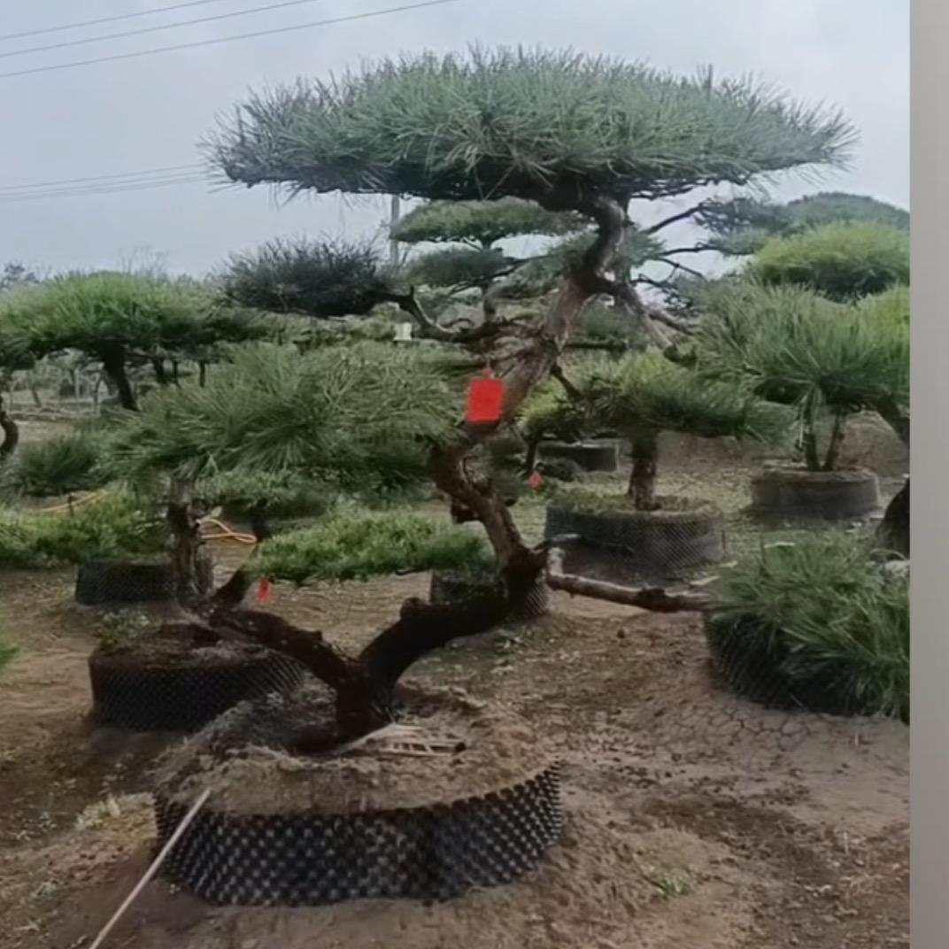 山野有雾灯