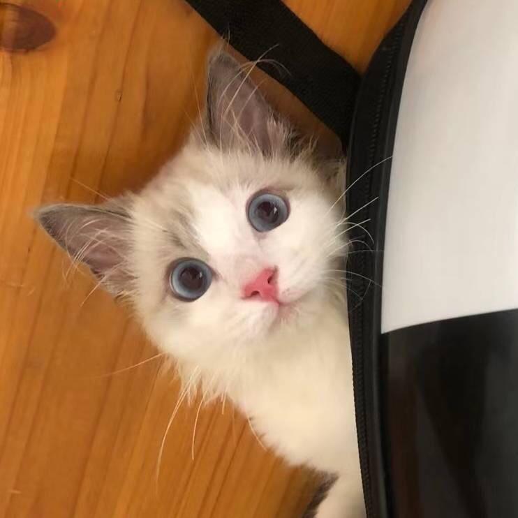 A咪咪