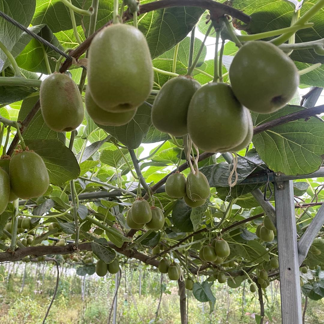 梦鹿家庭农场（果园）