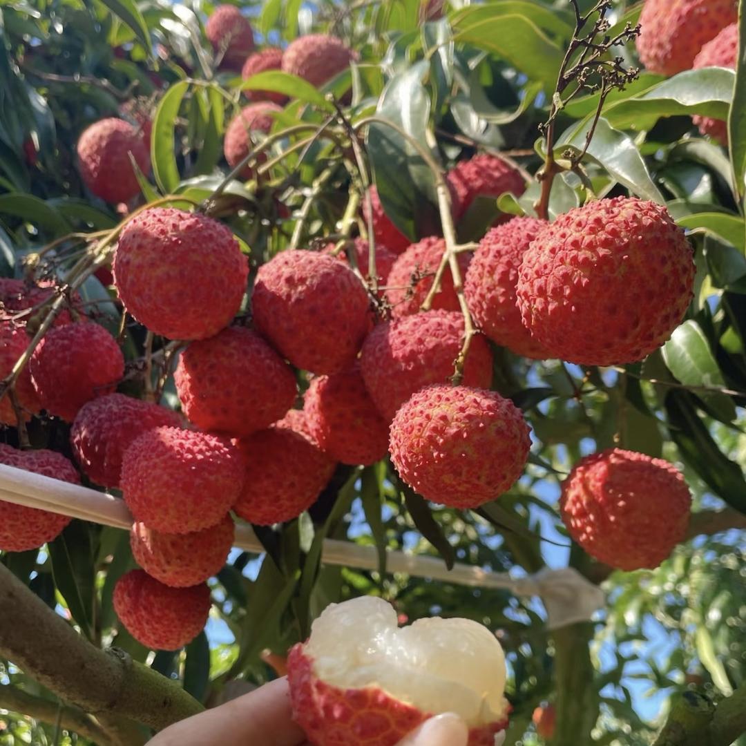 勤奋猫水果生鲜臻选