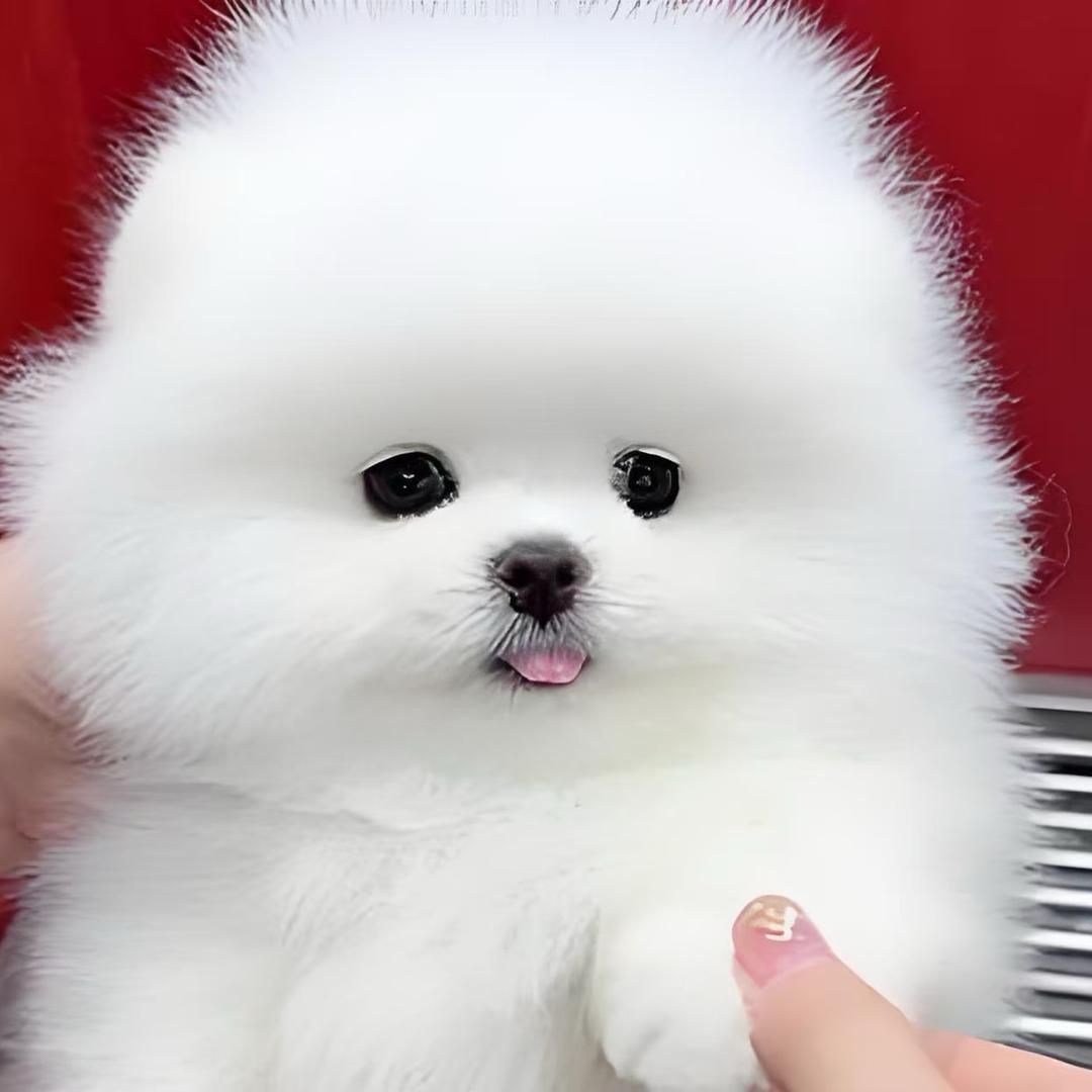 锦萌犬舍 博美茶杯犬