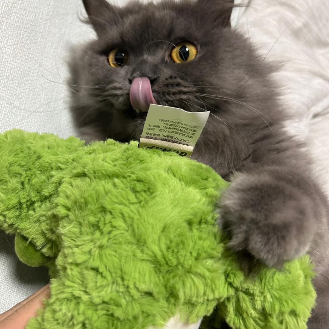 猫玖