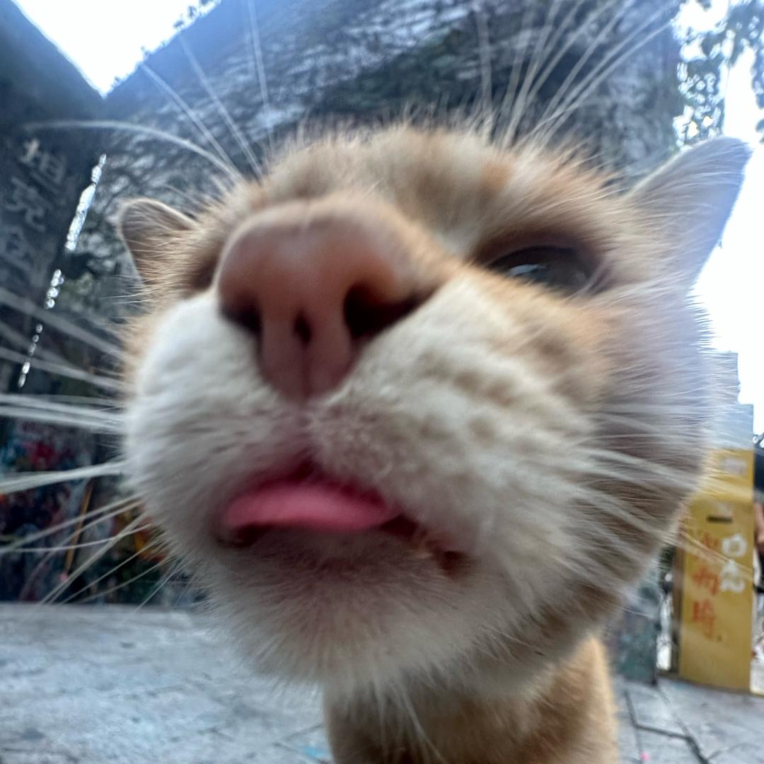 兮兮