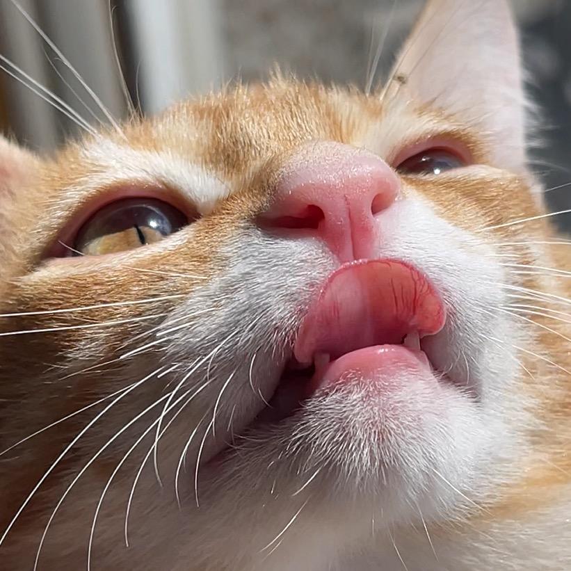 三只小猫