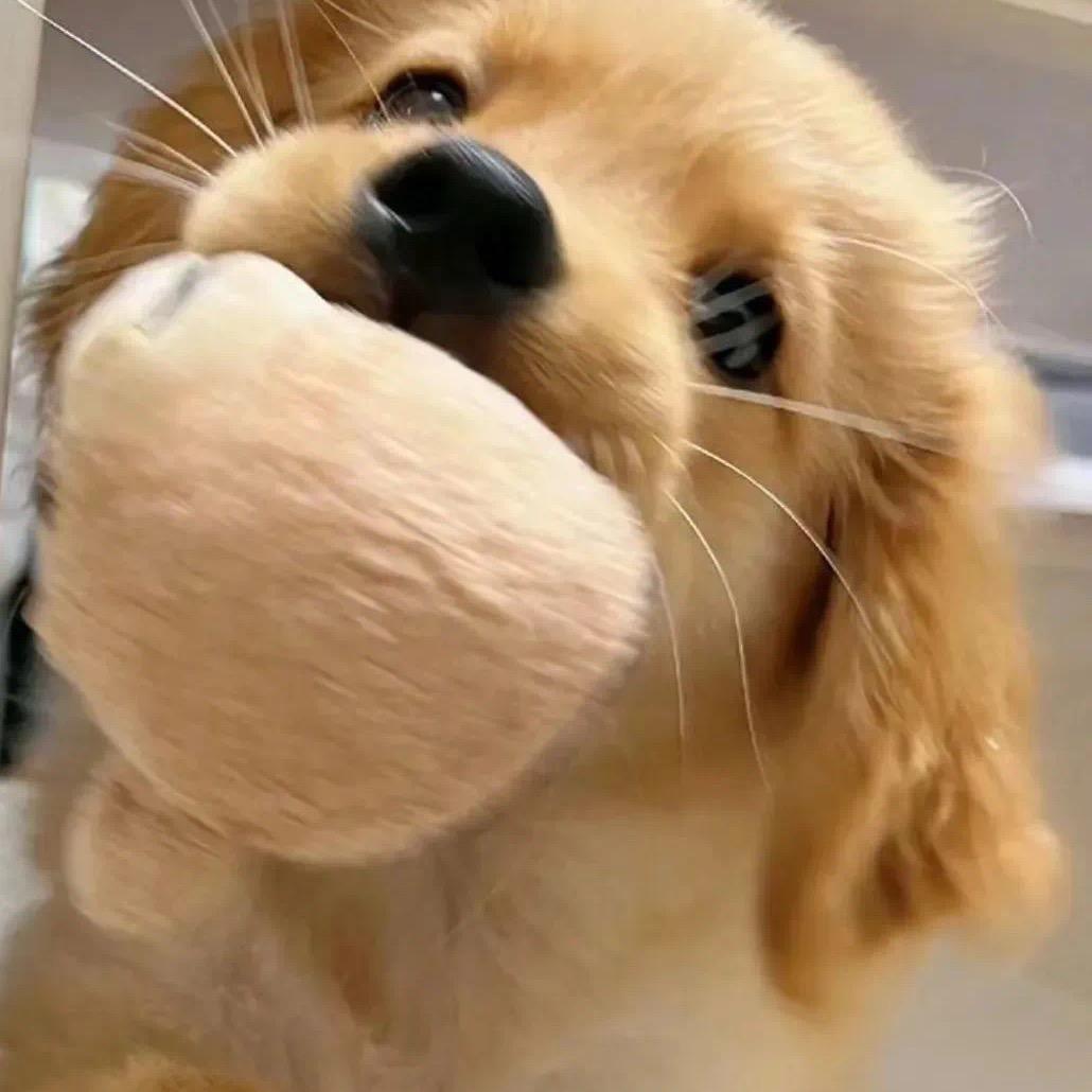 小狗汪汪汪汪汪