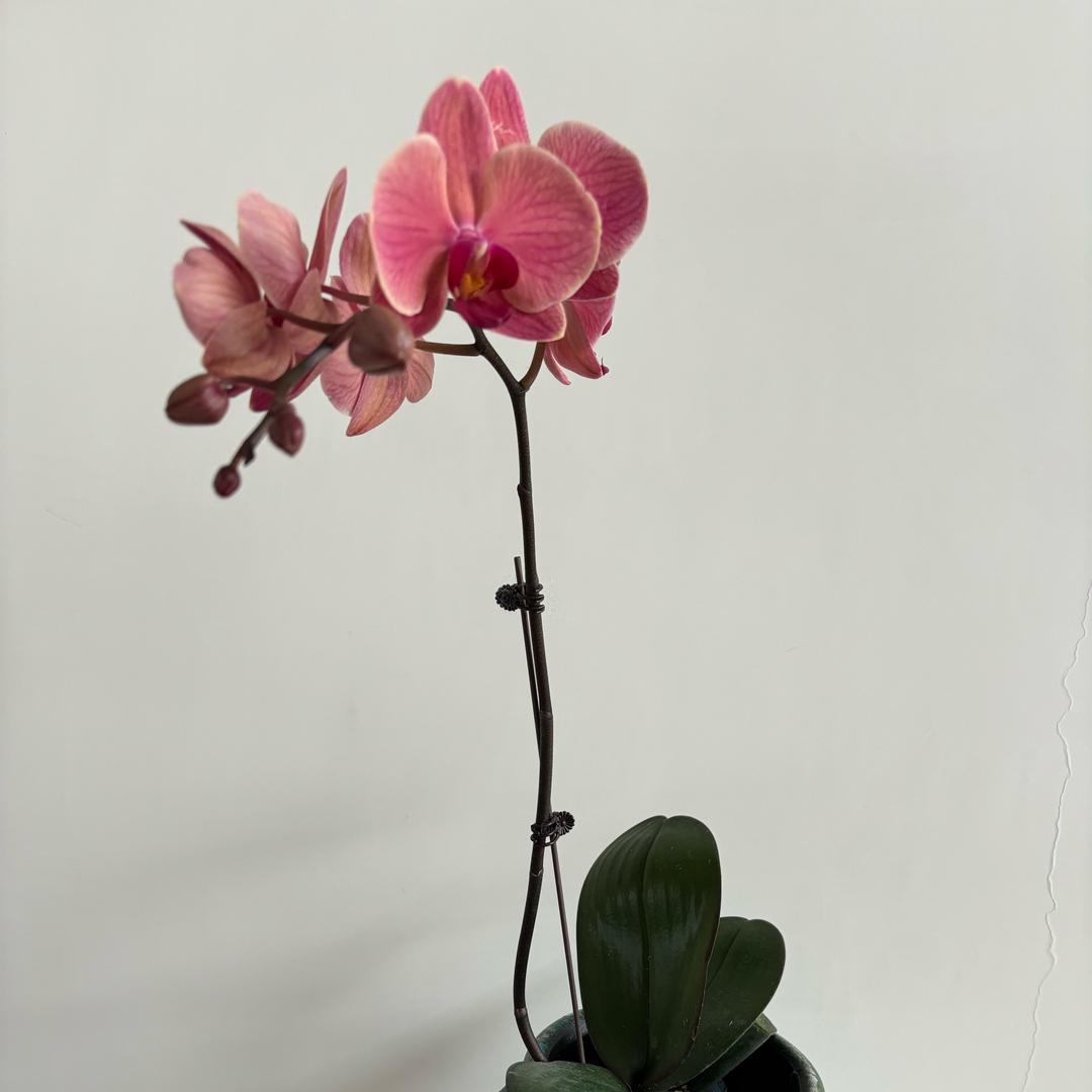 木子爱养花