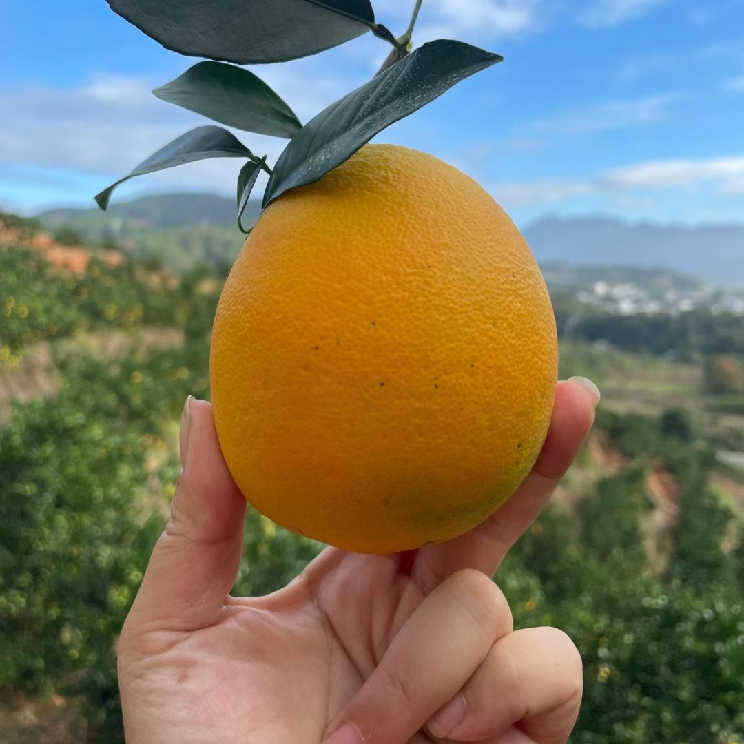 莲子赣南脐橙