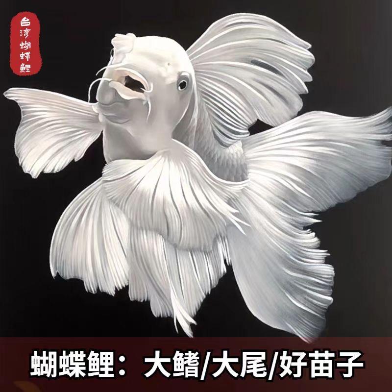 图图蝴蝶鲤水族馆