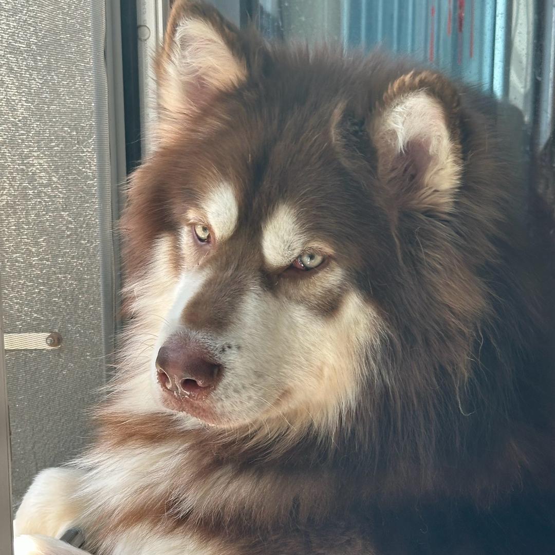 我的阿拉叫豆包~