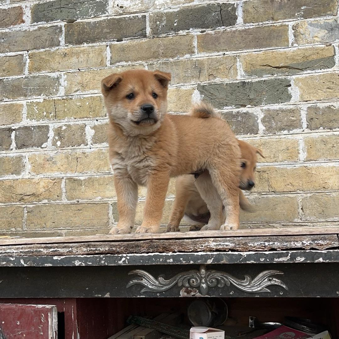 广西田园犬守护小周
