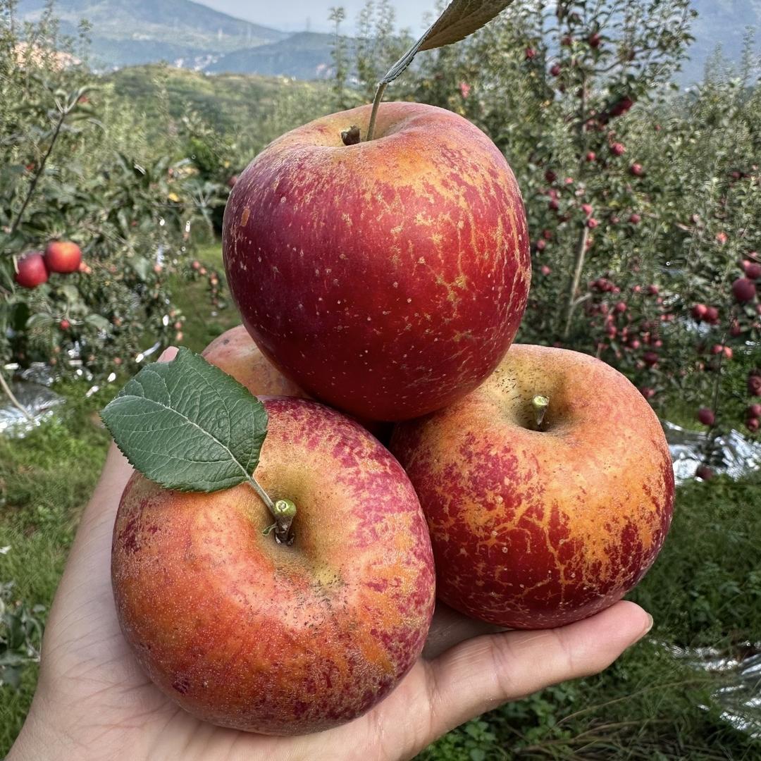 丑苹果源头种植基地