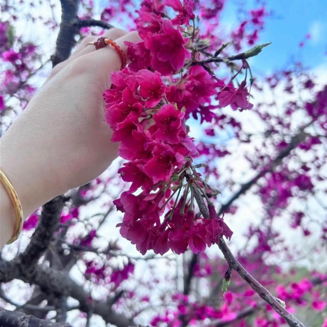 依依🌸