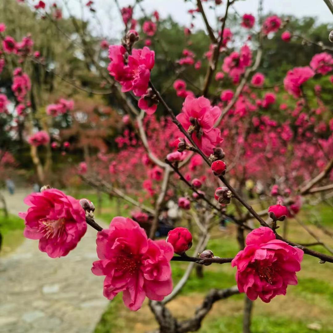 锦丽