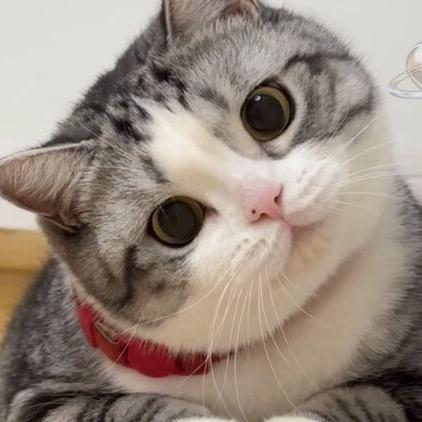 顿顿是只猫
