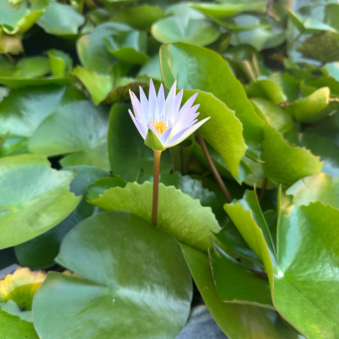 潮汕陈林生