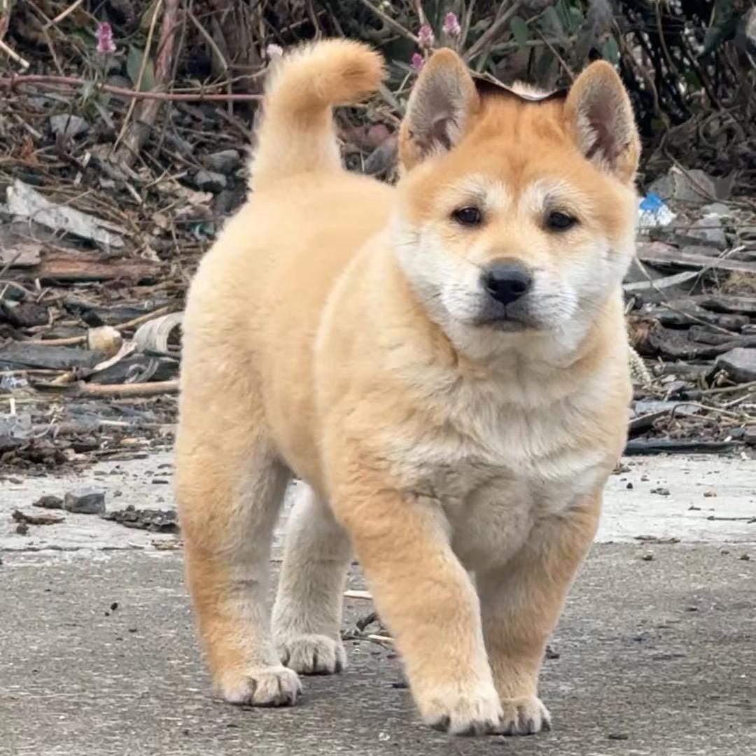 诚信 宠物店