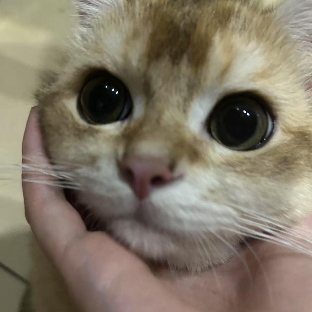 一喂头像