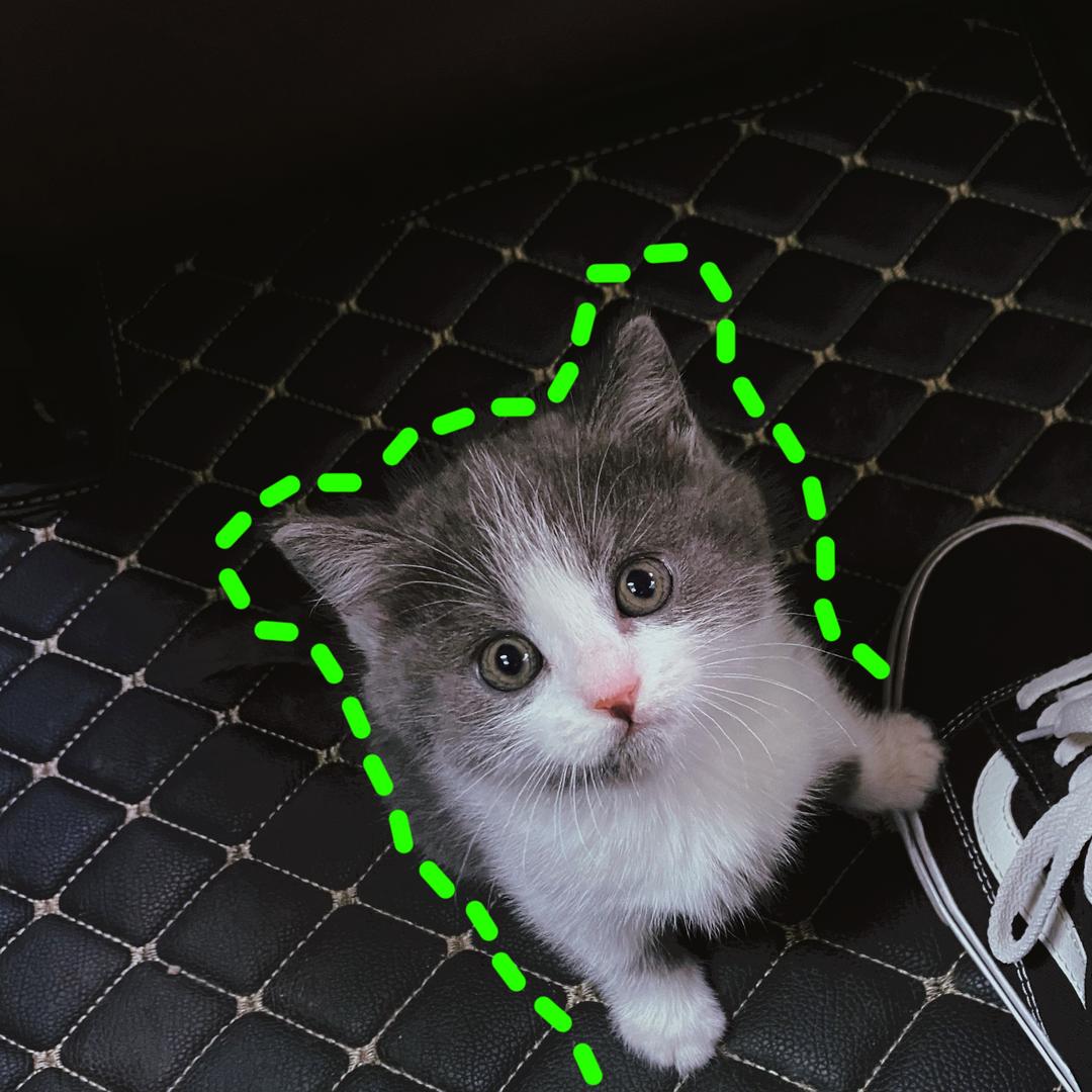 一只发财财