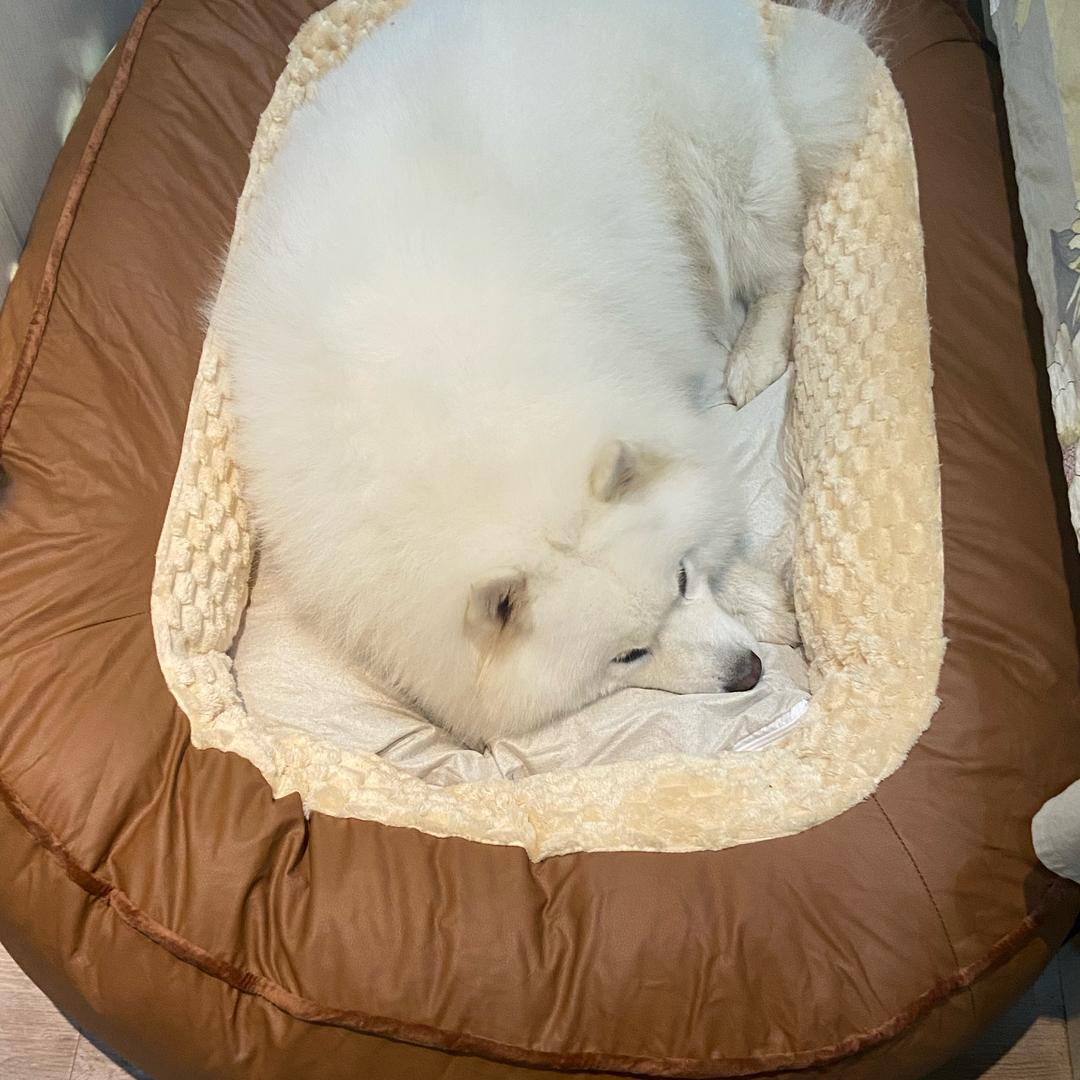 绝情大蟑螂💤