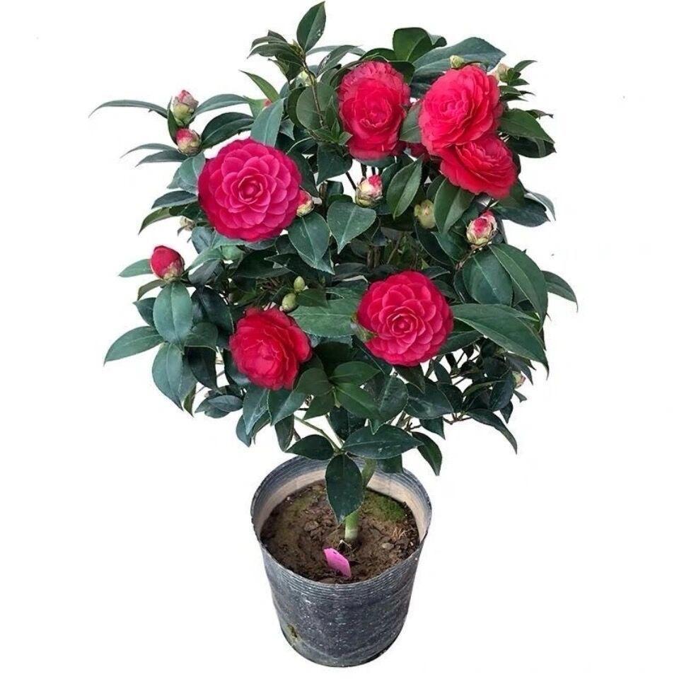 奇异花园林