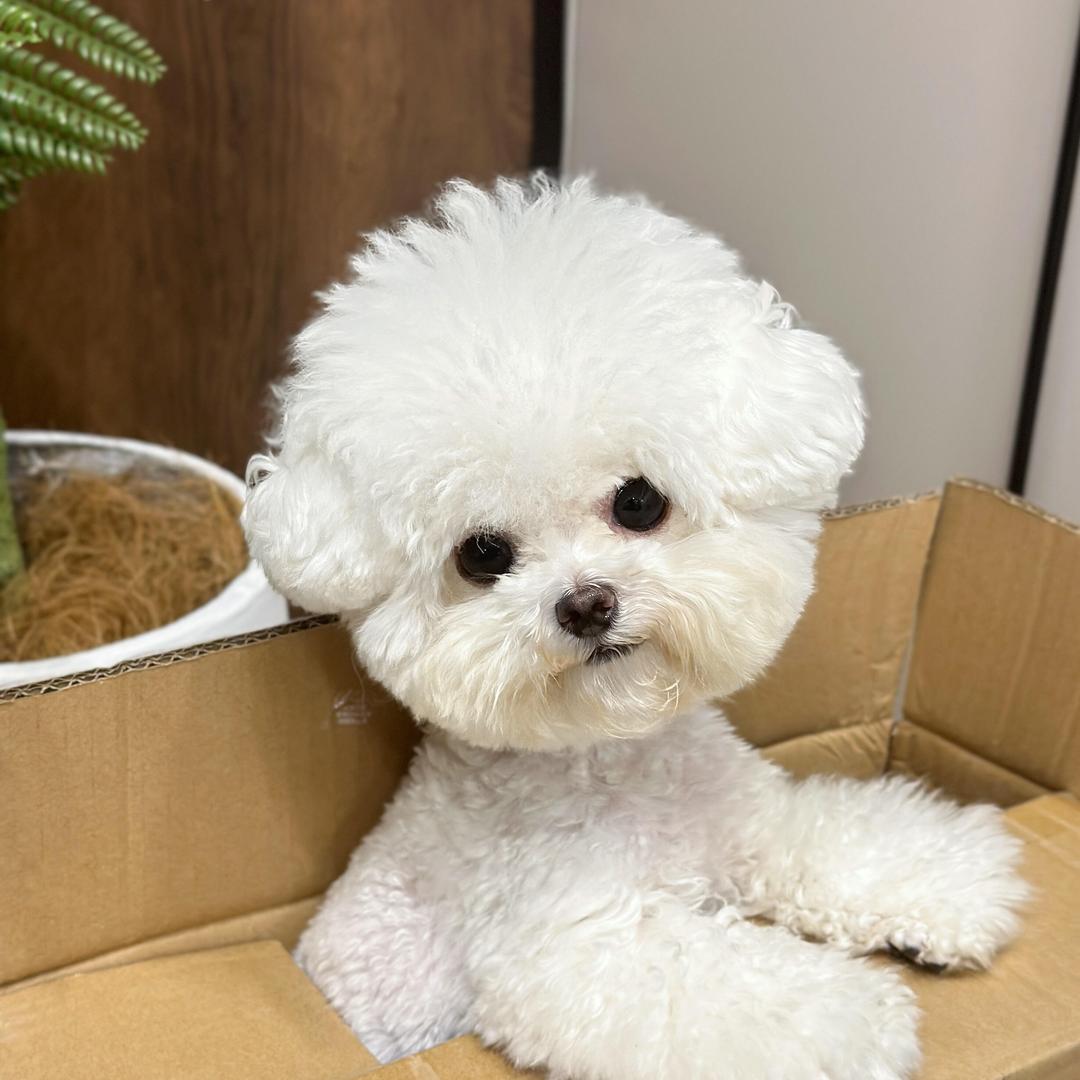 玲恩萌宠5