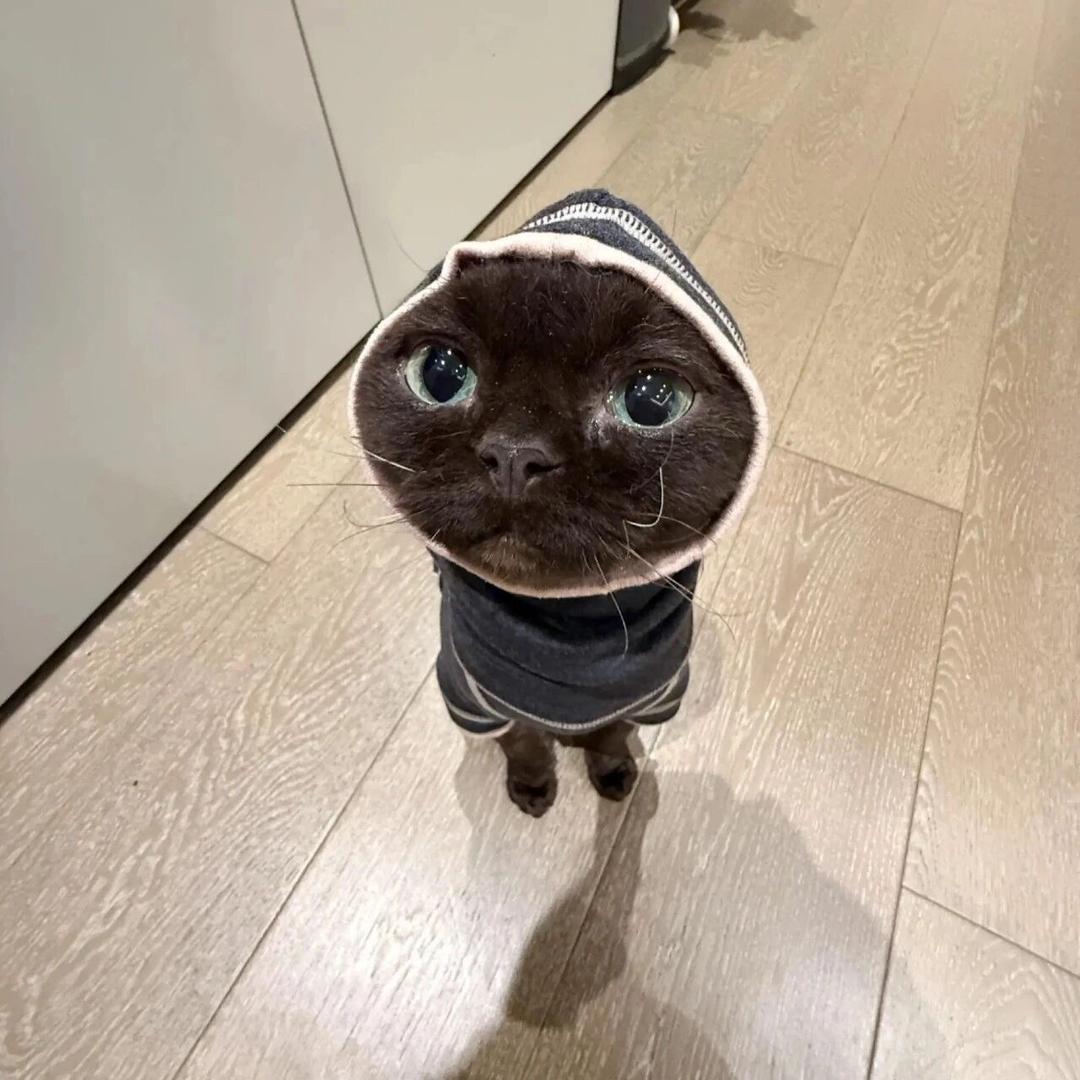 星星入了眼
