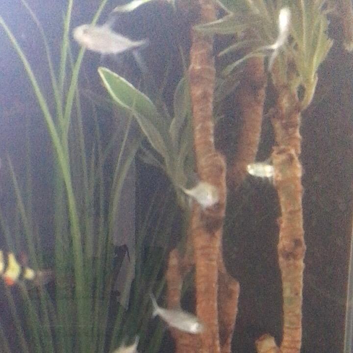 黑咖啡