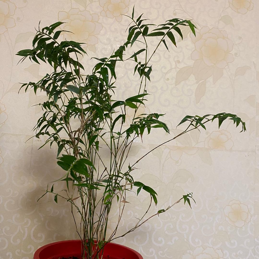 🍁五蕴皆空🍑