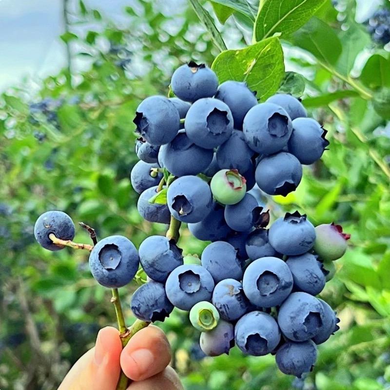 格外迷木果树苗木专卖店