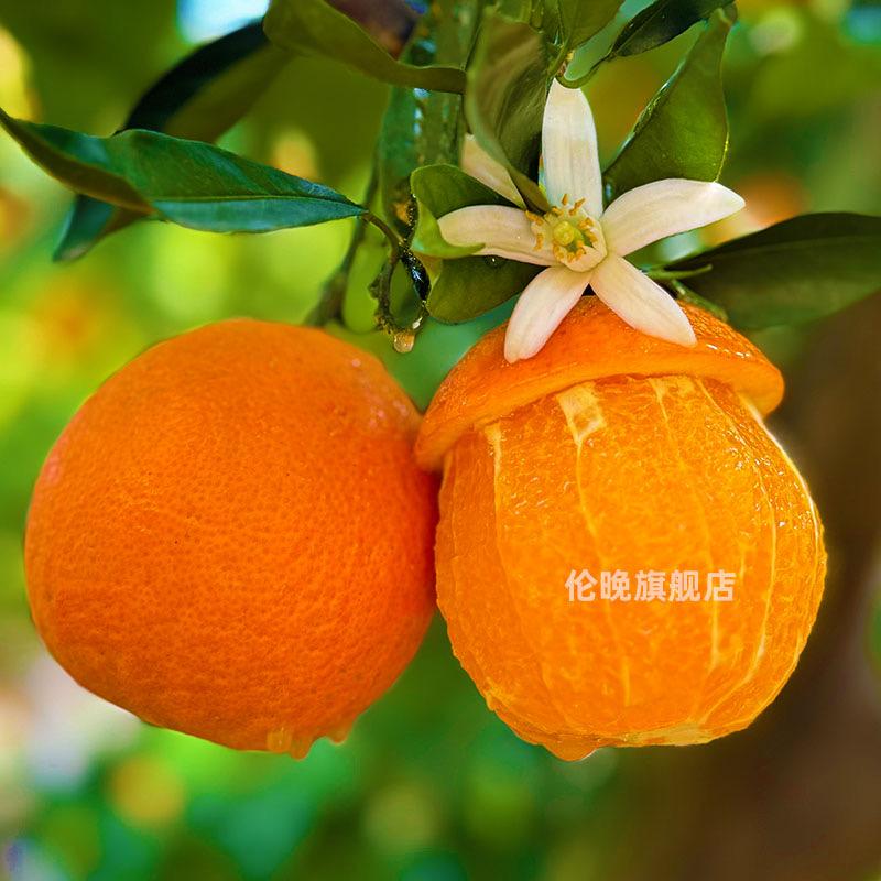 伦晚旗舰店