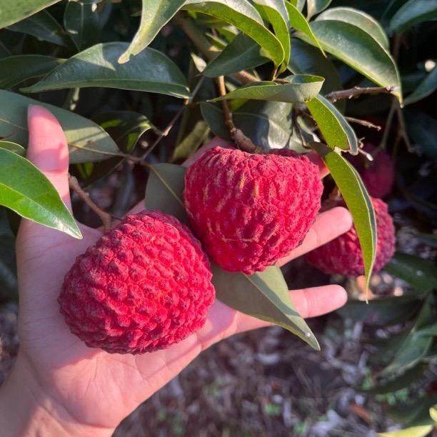 海南荔枝王（可一件代发）