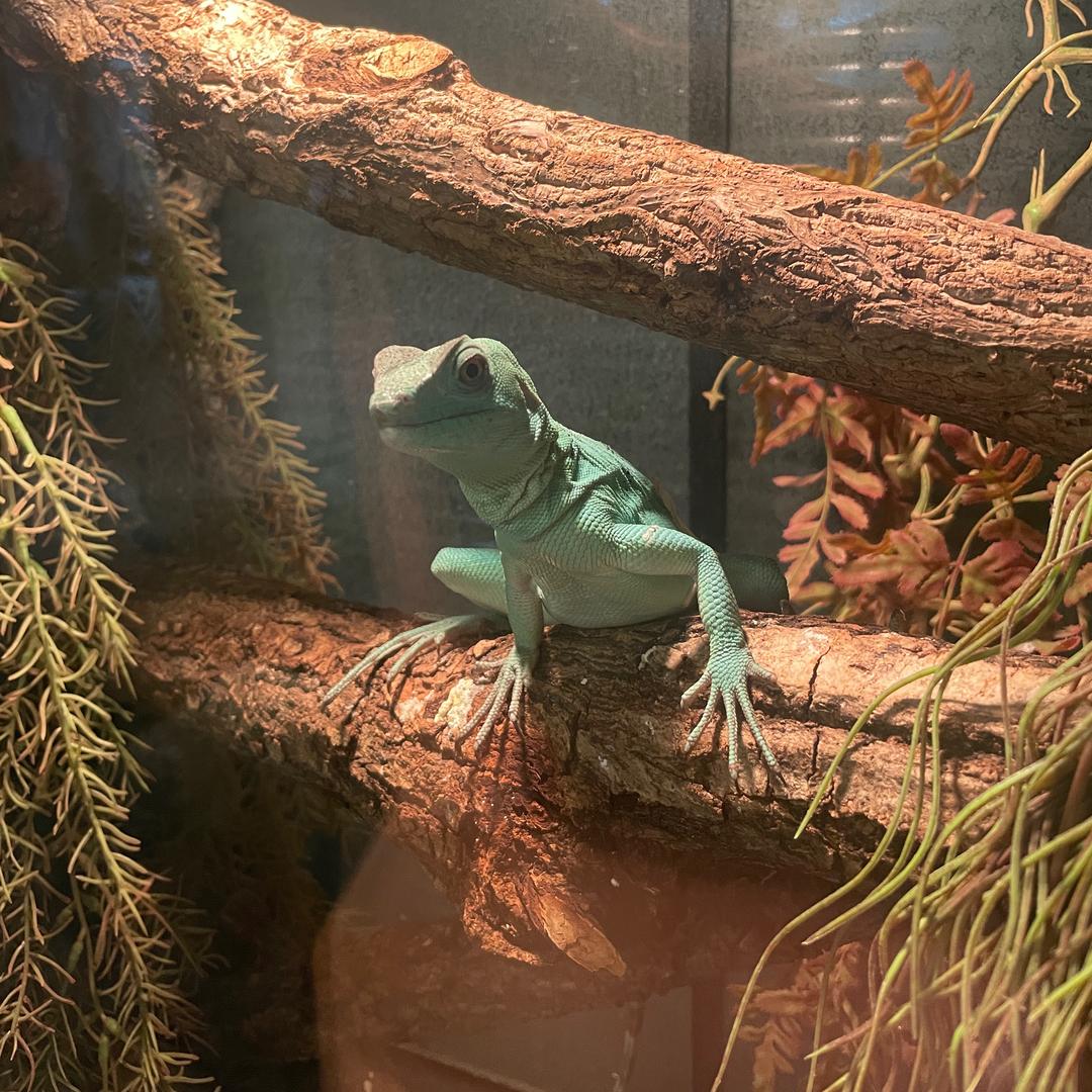 国货出海领航员