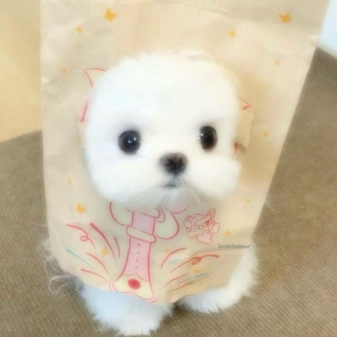 🌈🐑宝是宝藏吖🌈
