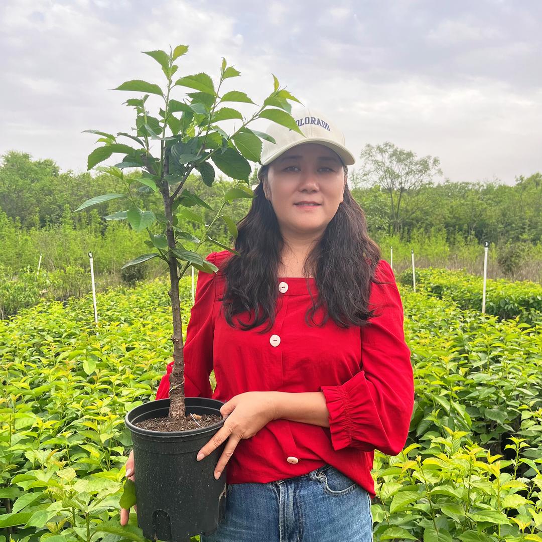 云姐家庭果树苗