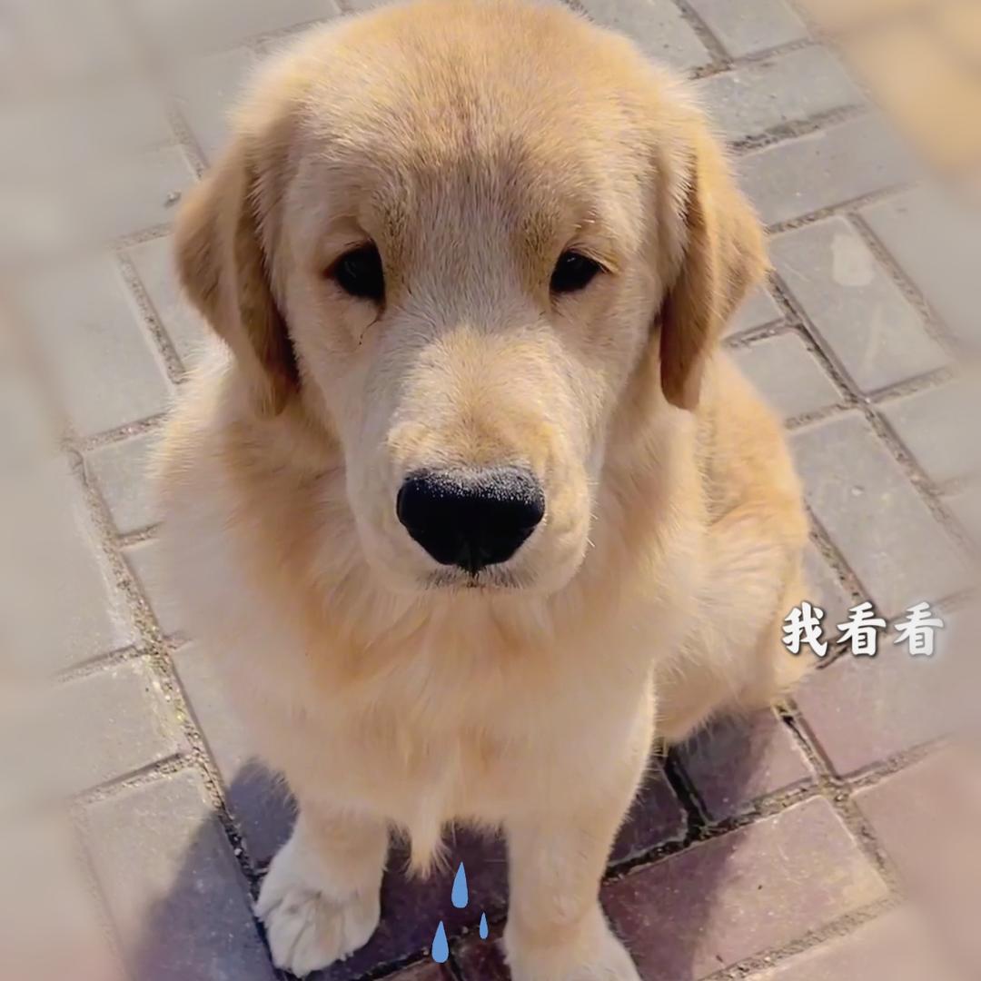 芒果爹地【金毛】