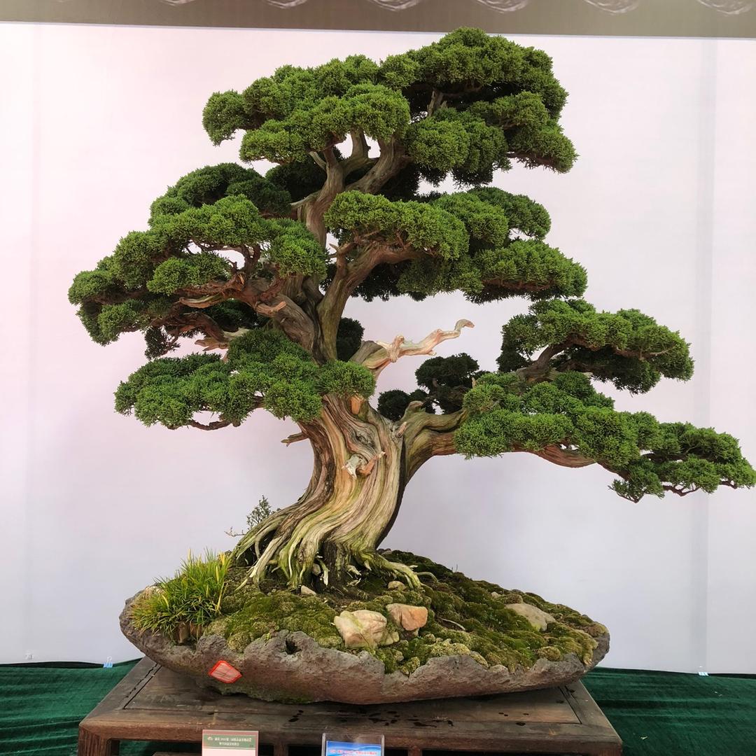 飞龙绿植黄杨盆景