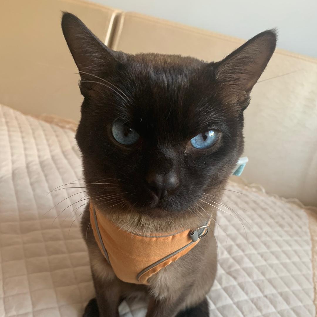 鹏龙-冠君-美哒厨